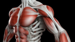 Bahu, Thoracic & Lengan